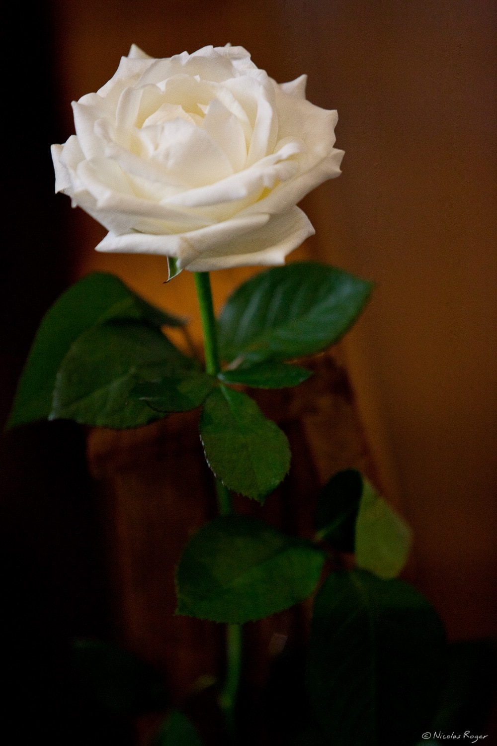 Fleur de décoration de l&rsquo;église